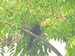 Eudynamys scolopaceus