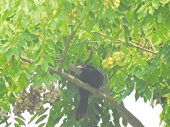 Eudynamys scolopaceus