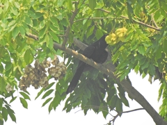 Eudynamys scolopaceus