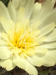 Anisocoma acaulis