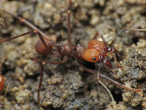 Hairy-headed leafcutter ant