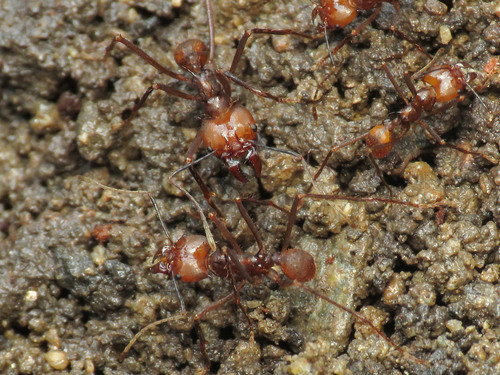 Hairy-headed leafcutter ant