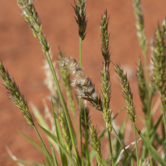 Enneapogon polyphyllus