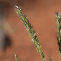 Enneapogon polyphyllus