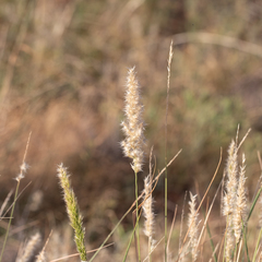 Enneapogon polyphyllus