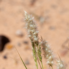 Enneapogon polyphyllus