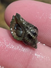 Paciocinebrina circumtexta