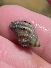 Paciocinebrina circumtexta