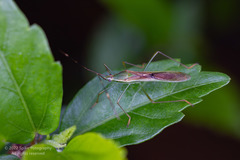 Leptocorisa chinensis