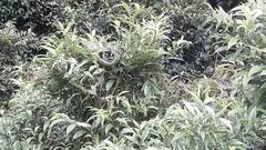 Ptyas nigromarginata