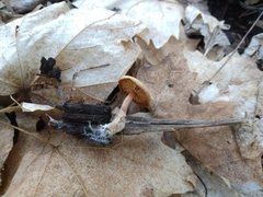 Hypomyces tubariicola