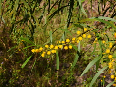 Acacia simsii