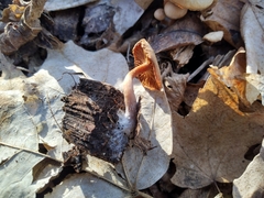 Hypomyces tubariicola