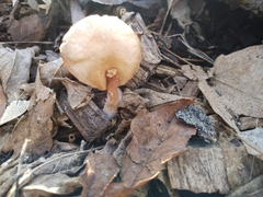 Hypomyces tubariicola