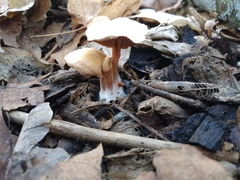 Hypomyces tubariicola