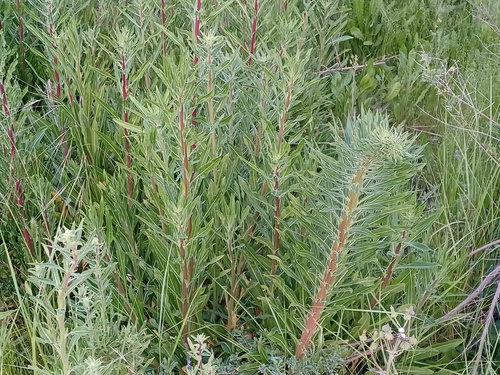iNaturalist observation photo of tall evening primrose