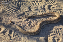 Crotalus ruber lucasensis