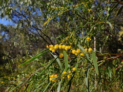 Acacia simsii