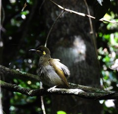Meliphaga notata