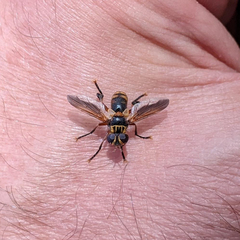 Trichopoda subdivisa