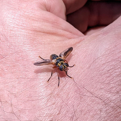 Trichopoda subdivisa