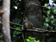 Meliphaga notata