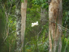 Magnolia grandiflora