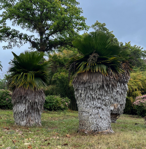 Copernicia macroglossa