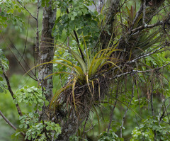 Tillandsia