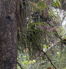 Tillandsia
