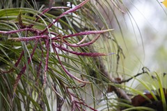 Tillandsia
