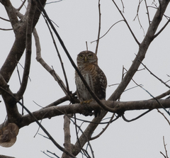 Glaucidium siju