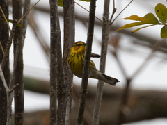 Setophaga tigrina