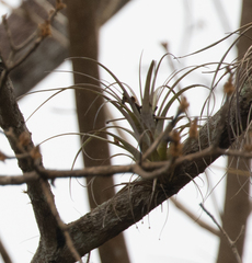 Tillandsia