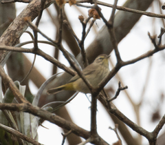 Setophaga palmarum