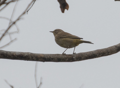 Setophaga palmarum