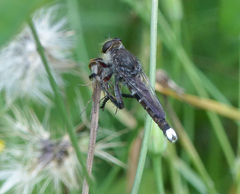 Promachus albifacies