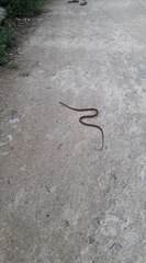 Boiga