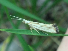 Plutella porrectella