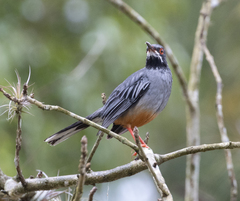 Turdus plumbeus