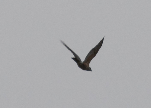 Gundlach's Hawk (Astur gundlachi), photo 6