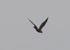 Accipiter gundlachi