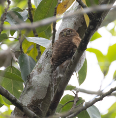 Glaucidium siju