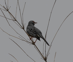 Turdus plumbeus