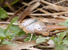 Anartia jatrophae