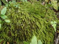 Pyrrhobryum paramattense