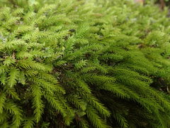 Pyrrhobryum paramattense