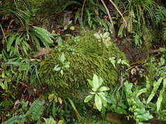 Pyrrhobryum paramattense