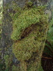 Lembophyllum divulsum