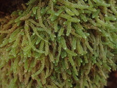 Lembophyllum divulsum